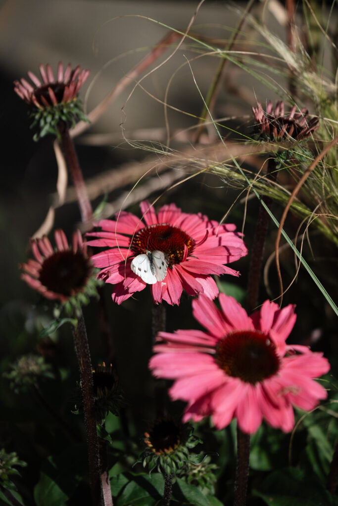 ROSE & ERIC Rose & eric